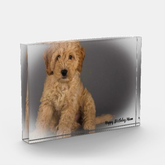 Cockapoo Hund. Fotoblock (Links)