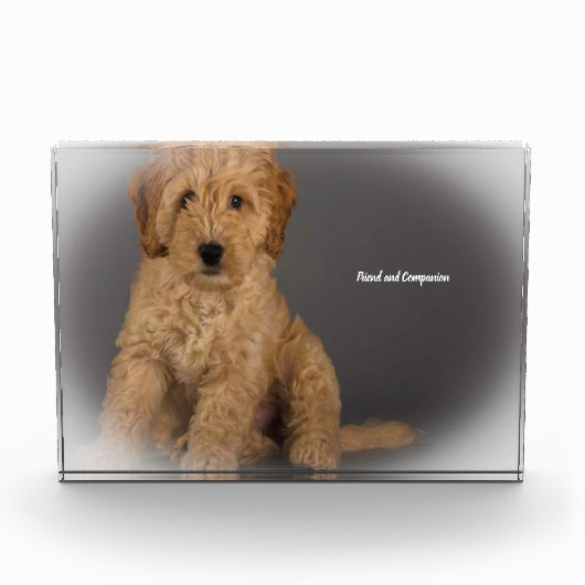 Cockapoo Hund. Fotoblock (Vorderseite)
