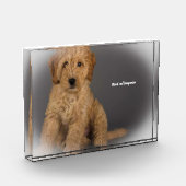 Cockapoo Hund. Fotoblock (Links)