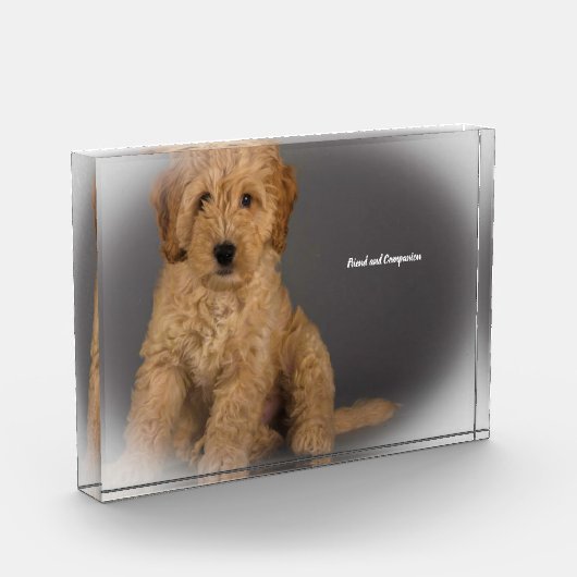 Cockapoo Hund. Fotoblock (Links)