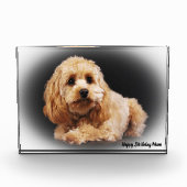 Cockapoo Hund. Fotoblock (Vorderseite)