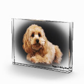 Cockapoo Hund. Fotoblock (Rechts)
