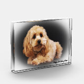 Cockapoo Hund. Fotoblock (Links)