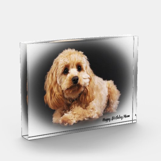 Cockapoo Hund. Fotoblock (Links)