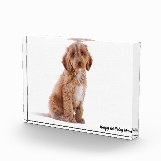 Cockapoo Hund. Fotoblock (Rechts)