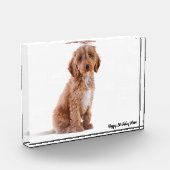 Cockapoo Hund. Fotoblock (Links)