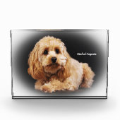 Cockapoo Hund. Fotoblock (Vorderseite)