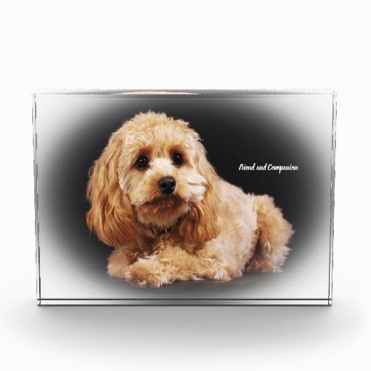 Cockapoo Hund. Fotoblock (Vorderseite)