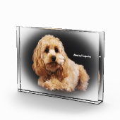Cockapoo Hund. Fotoblock (Rechts)
