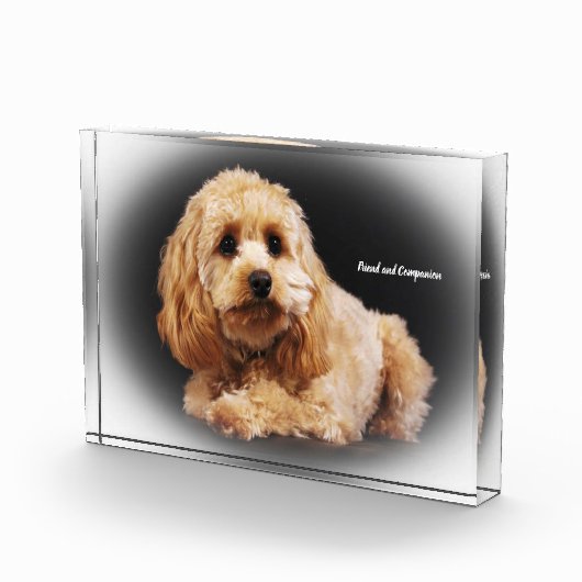 Cockapoo Hund. Fotoblock (Rechts)