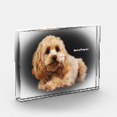 Cockapoo Hund. Fotoblock (Links)