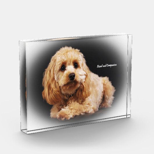 Cockapoo Hund. Fotoblock (Links)
