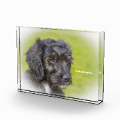 Cockapoo Hund. Fotoblock (Rechts)