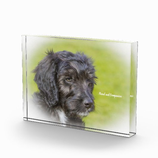 Cockapoo Hund. Fotoblock (Rechts)