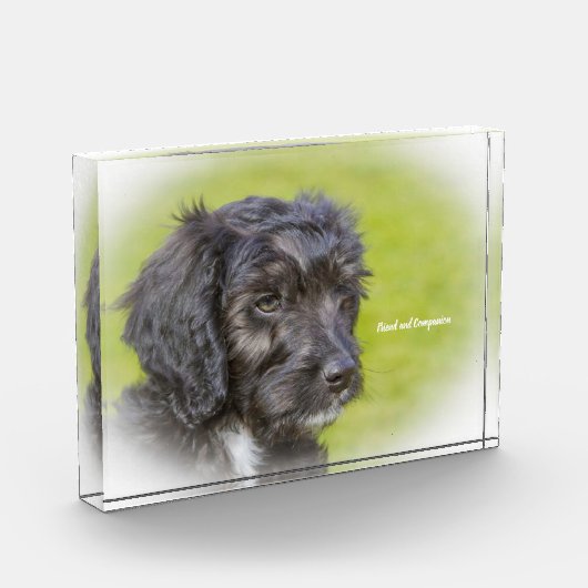 Cockapoo Hund. Fotoblock (Links)