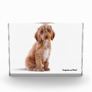 Cockapoo Hund. Fotoblock