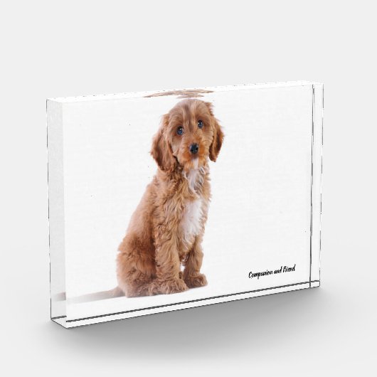 Cockapoo Hund. Fotoblock (Links)