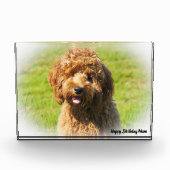 Cockapoo Hund. Fotoblock (Vorderseite)