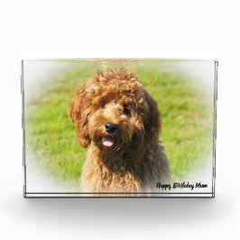 Cockapoo Hund. Fotoblock