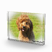 Cockapoo Hund. Fotoblock (Rechts)