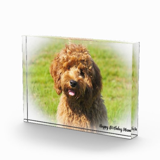 Cockapoo Hund. Fotoblock (Rechts)