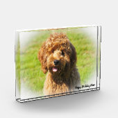 Cockapoo Hund. Fotoblock (Links)