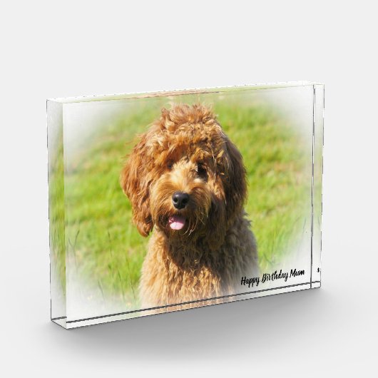 Cockapoo Hund. Fotoblock (Links)