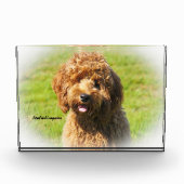 Cockapoo Hund. Fotoblock (Vorderseite)