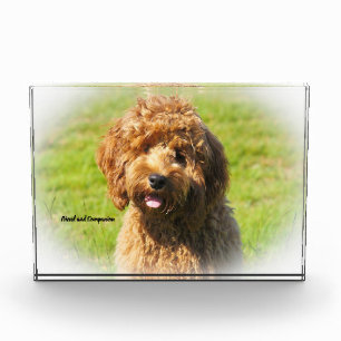 Cockapoo Hund. Fotoblock