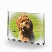 Cockapoo Hund. Fotoblock (Rechts)