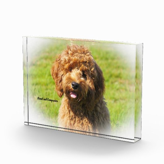 Cockapoo Hund. Fotoblock (Rechts)