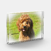 Cockapoo Hund. Fotoblock (Links)