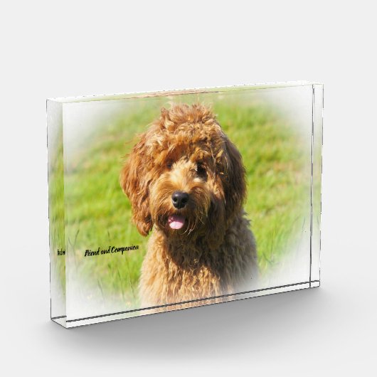 Cockapoo Hund. Fotoblock (Links)
