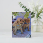 Cockapoo Hunde geniessen Strand Postkarte (Stehend Vorderseite)