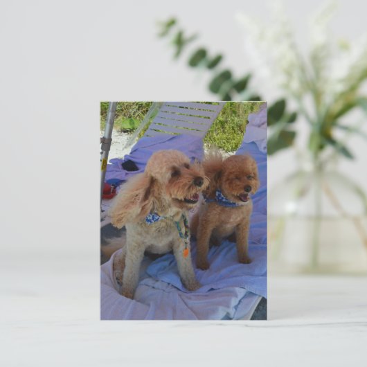 Cockapoo Hunde geniessen Strand Postkarte (Stehend Vorderseite)