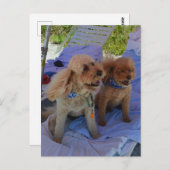 Cockapoo Hunde geniessen Strand Postkarte (Vorne/Hinten)