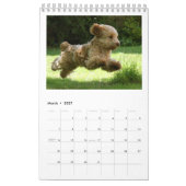 Cockapoo Kalender 2018 (Mär 2027)