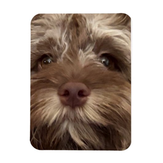  "COCKAPOO" MAGNET (Vertikal)