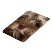  "COCKAPOO" MAGNET (Linke Seite)