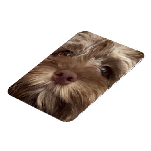  "COCKAPOO" MAGNET (Linke Seite)