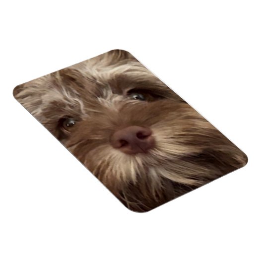 "COCKAPOO"-Magnet Magnet (Rechte Seite)