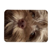 "COCKAPOO"-Magnet Magnet (Horizontal)