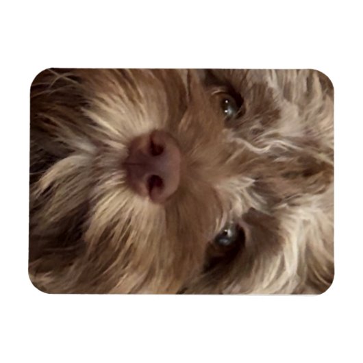 "COCKAPOO"-Magnet Magnet (Horizontal)