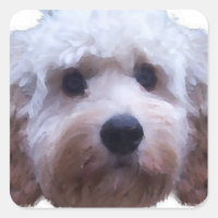Cockapoo Puppy