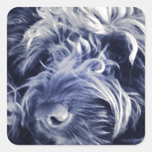 Cockapoo Quadratischer Aufkleber (Vorderseite)