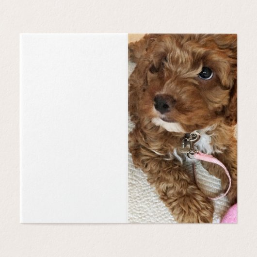 Cockapoo Welpe Geburtstagskarten. (Außenseite Aufgefaltet)