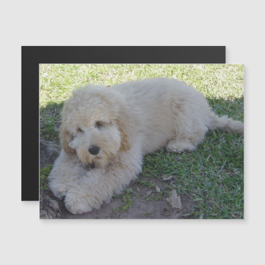 Cockapoo Welpe Hund Süße Tier Haustiere Fun Magnet (Vorne/Hinten)