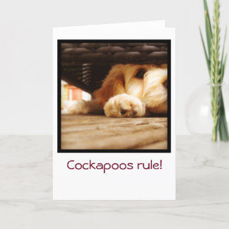 Cockapoos rule greetings card karte