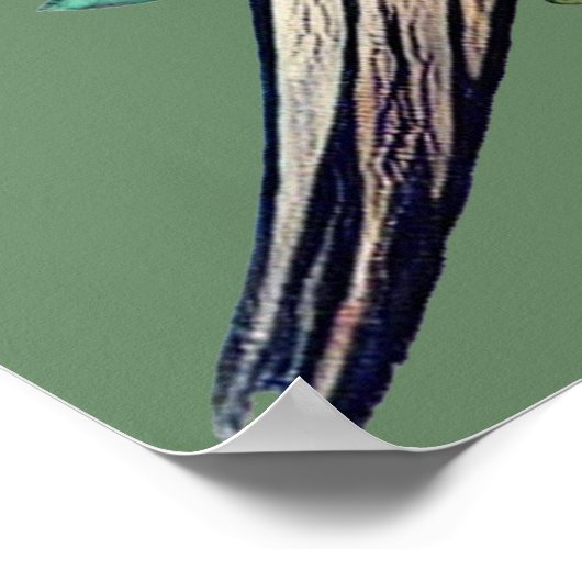 Cockatiel Bird Illustration Poster (Ecke)