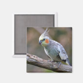 Cockatiel Budgerigar auf der Postkarte T- Magnet (Vorderseite/Rückseite)